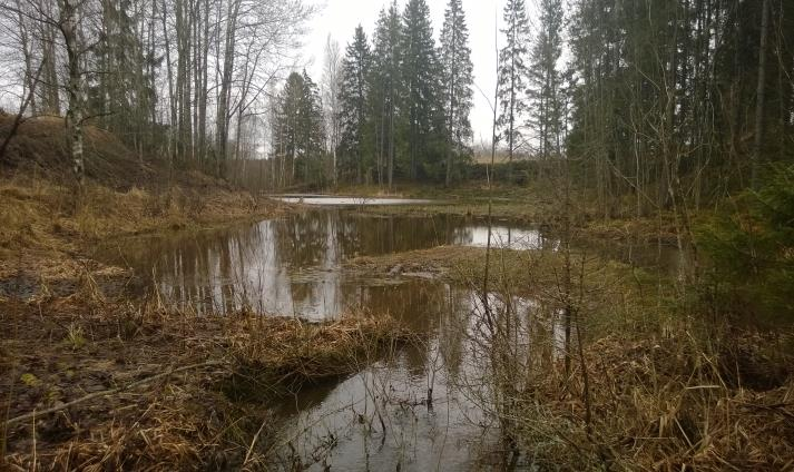 Kuva 6. Imponojan laskutusaltaan yläosa. Kertynyt massa merkitty punaisella. Massat, 3-4 m 3 poistettiin hankkeessa.