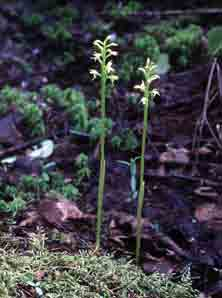 Suotyyppi on lähinnä keskiravinteinen ruohoinen saraneva, jonka reunoilla on kapealti rehevähköä ruoho- ja heinäkorpea. Avosuon kasvillisuutta ovat mm.
