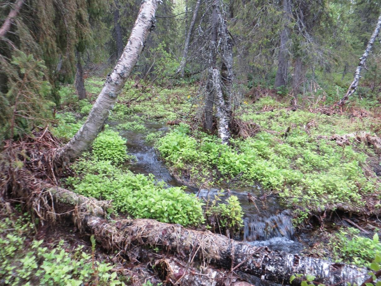 Kuva 3. Selvitysalueella Utsuvaaran rinteen alla on lähde, josta laskee puro etelän suuntaan. 5 SUOJELU- JA NATURA-ALUEET Selvitysalueella tai sen läheisyydessä ei ole luonnonsuojelualueita.