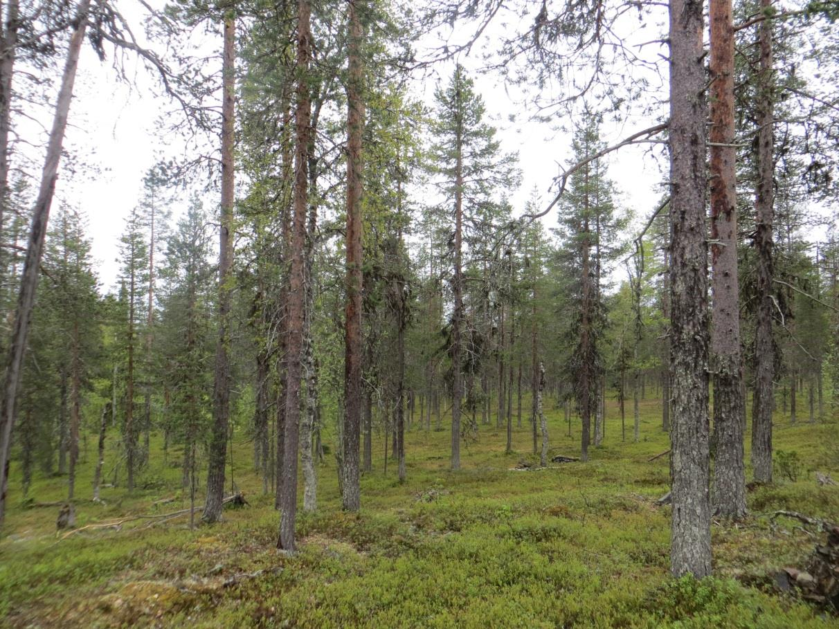 Pensaskerroksessa on kiiltopajua, punaherukkaa ja ylempänä näsiää (raportin kansikuva). Puron varressa on jonkin verran lahopuuta maapuuna. Kuva 4. Suurin osa alueesta on mäntyvaltaista kangasmetsää.