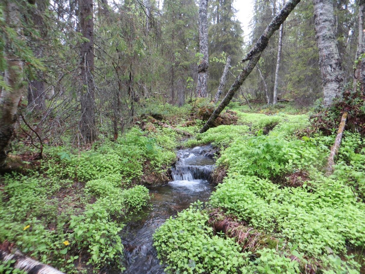 Kuva 5. Lähdepuron varressa kasvaa runsaasti lehtotähtimöä. Utsuvaaran ylärinteillä on rakkakivikkoa. Kalliot, kivikot ja louhikot ovat metsälain mukaisia erityisen tärkeitä elinympäristöjä.