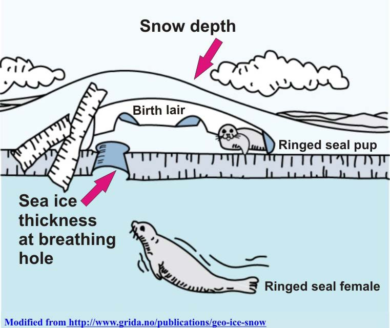 PICTURE 1. Structure of the birth lair of the ringed seal (www.polarbearscience.com 2015) The pups do not stay in one lair for a long time.