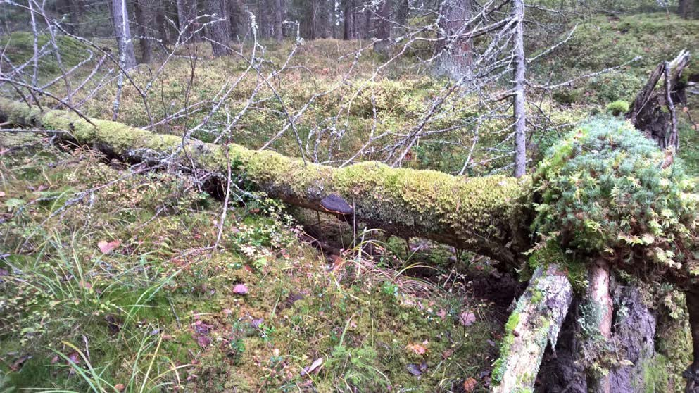 Elokuussa järjestettiin maastoretki Repoveden kansallispuistoon 18.8.2016. Retkeen osallistui metsäalan opiskelijoita ja opettajia sekä metsänomistajia. Retkellä oli mukana yhteensä 38 henkilöä.