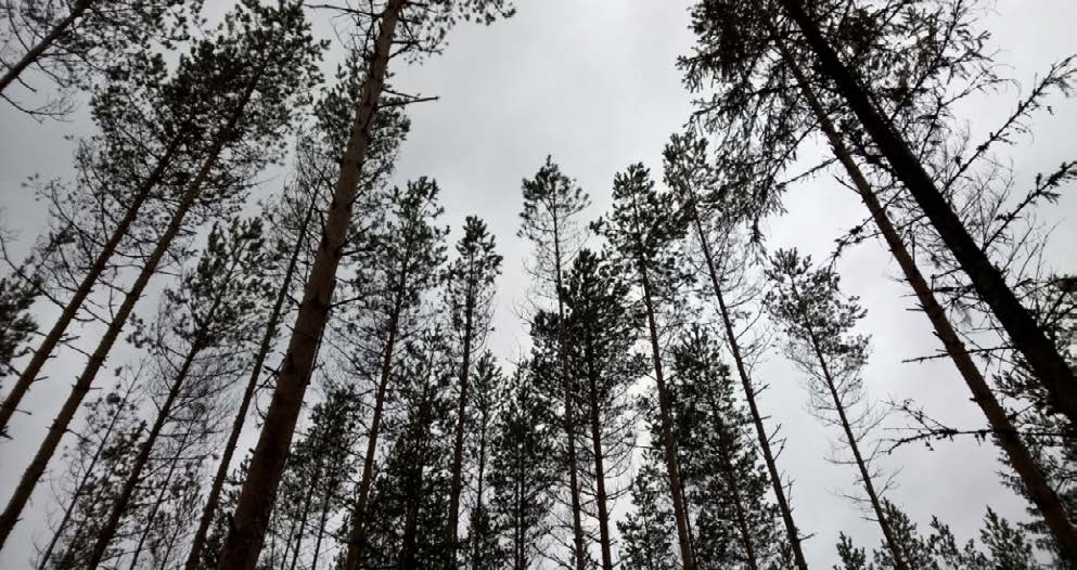 selvitettiin metsänhoidon erilaisia vaatimuksia taimikonhoidossa sertifiointijärjestelmien välillä.