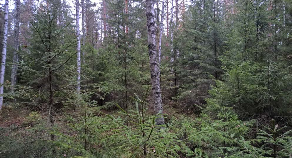 Metsälain muutokset Uusi vuoden 2014 alusta voimaan tullut metsälain (Metsälaki 2014) muutos mahdollistaa metsänomistajien käyttöön aikaisempaa monipuolisemman valikoiman metsänkäsittelymenetelmiä ja