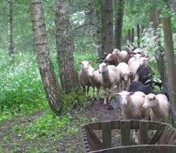 3. VARTIOSAAREN VIRKISTYSALUEET VARTIOSAAREN NYKYINEN VIRKISTYSKÄYTTÖ 28 Vartiosaari on nykyisellään pääosin virkistysmetsää. Tänä päivänä saaren virkistyskäyttö painottuu kesäasumiseen.