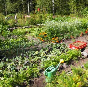 Sunnanvikin kaupunkiviljelykeskus. Ote virkistysalueiden yleissuunnitelmasta, KSV/ Niina Strengell. Vartiosaaren viljelypalstat. Kuva: Hertta Ahvenainen.