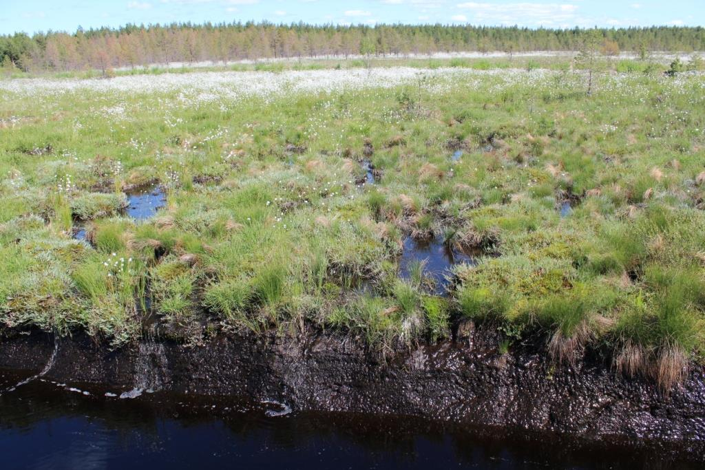 Kokoojaoja kerää pintavalutuskentältä tulevan veden virtaama- ja