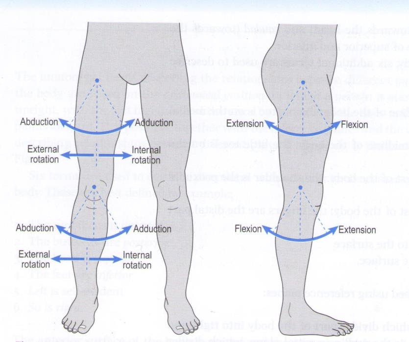 13 4. Alaraajan liikesuunnat ja lihakset Useimmat nivelet voivat vain liikkua yhdellä tai kahdella eri tasolla (sagittaalinen, frontaalinen ja transversaalinen taso). Kuvassa 1.