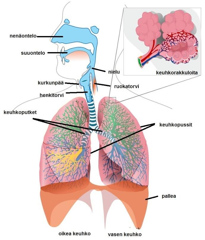 10 tehokasta kuin nenäontelossa. Ihmisen nielussa on kaksi aukkoa, joista toinen johtaa ruokatorveen (oesophagus) ja toinen kurkunpäähän (larynx). (Bjålie ym. 2009, 301-302.