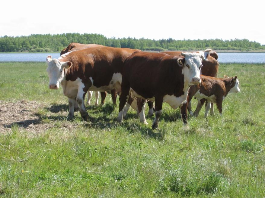 Juotolta vieroitus Luonnossa lehmä vieroittaa vasikkansa lopullisesti vasta noin 10 kuukauden iässä.