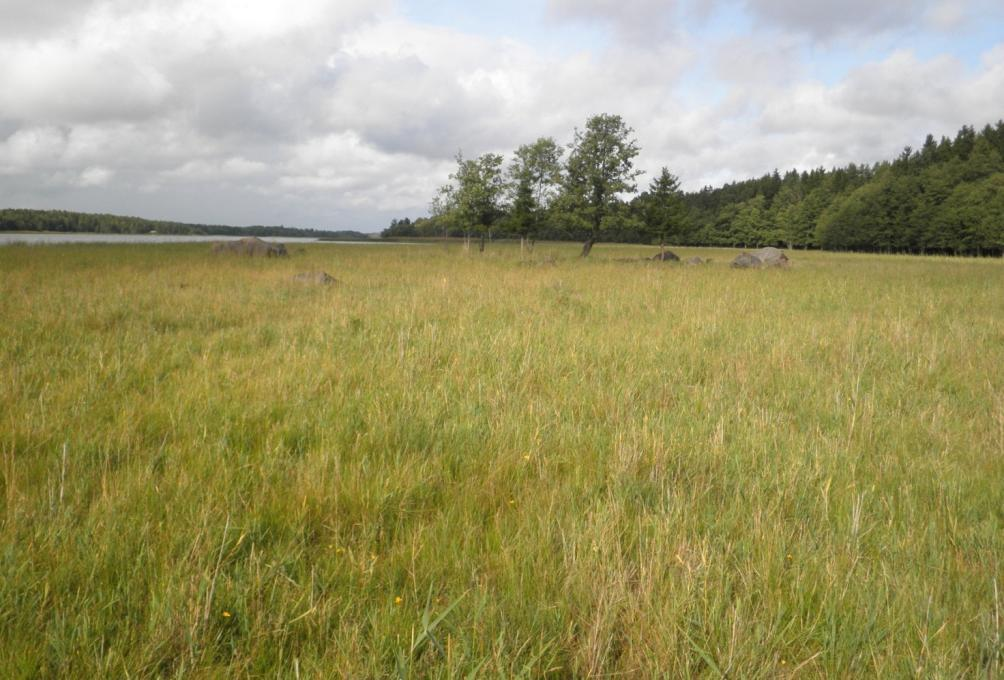 Vesiruovikoiden leikkuu tuo paikoin myös lisää avovesialaa vesilinnuille, sekä katkaisee petojen kulkuteitä maalta ruovikkoalueilla sijaitseville lintujen pesille.