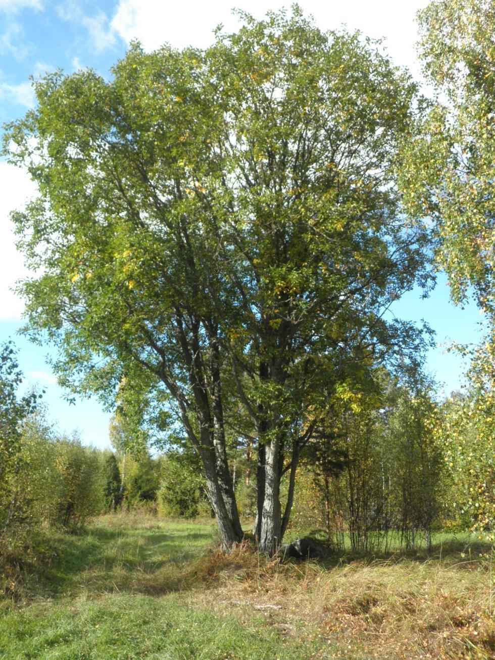 Suuret lehtipuut ovat merkittäviä sekä maisemallisesti että luonnon monimuotoisuudelle. Mm. raidat toimivat mesikasveina aikaisin keväällä, kun muita kasveja ei vielä kukassa ole.