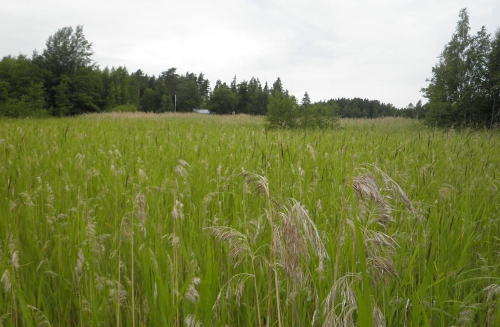 Hyödynnettävissä olevaa maaruovikkoa Salmenrannan ranta-alueella.