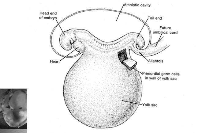 Larsen s Human Embryology, kappaleet 1. ja 2.