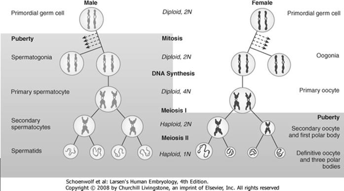 Jos kypsissä sukusoluissa olisi somaattisten solujen tapaan diploidi (2n) kromosomisto, näiden solujen yhtyessä yhdeksi soluksi, alkio sisältäisi kaksinkertaisen genomin ja tetraploidin kromosomiston