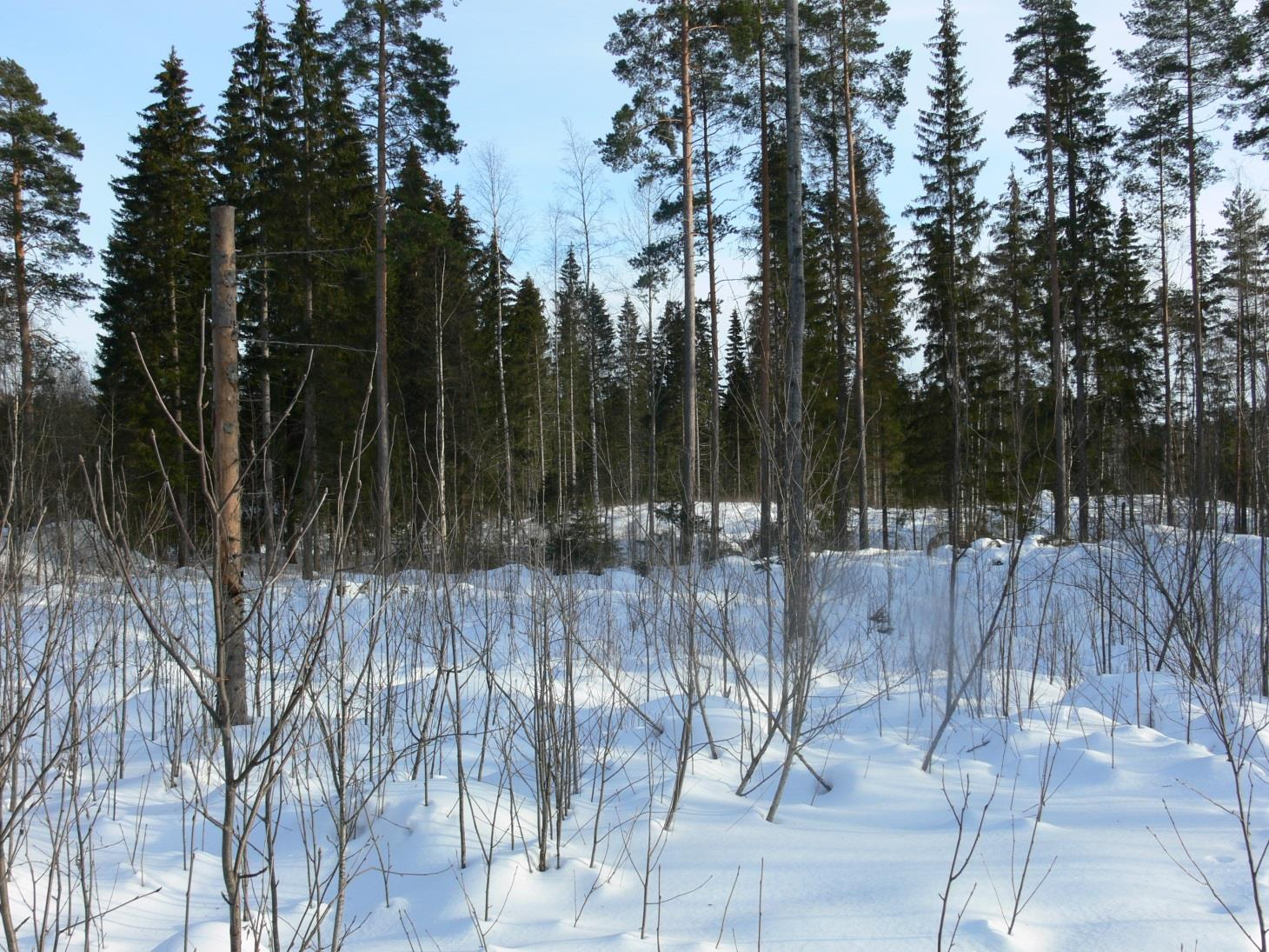 Väylä 14 (105-125m) Lyhyt par 3 ojan yli oikealla oleva kosteikko