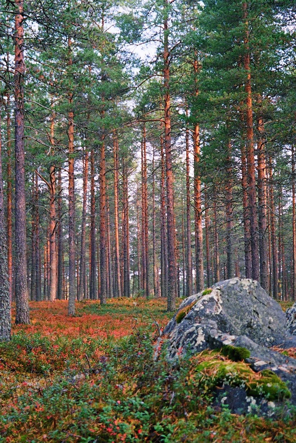 11 Maakunta-kaavoitus ja liikunnan olosuhteet Viheralueiden yhtenäisyys Virkistys- ja ulkoilualueiden