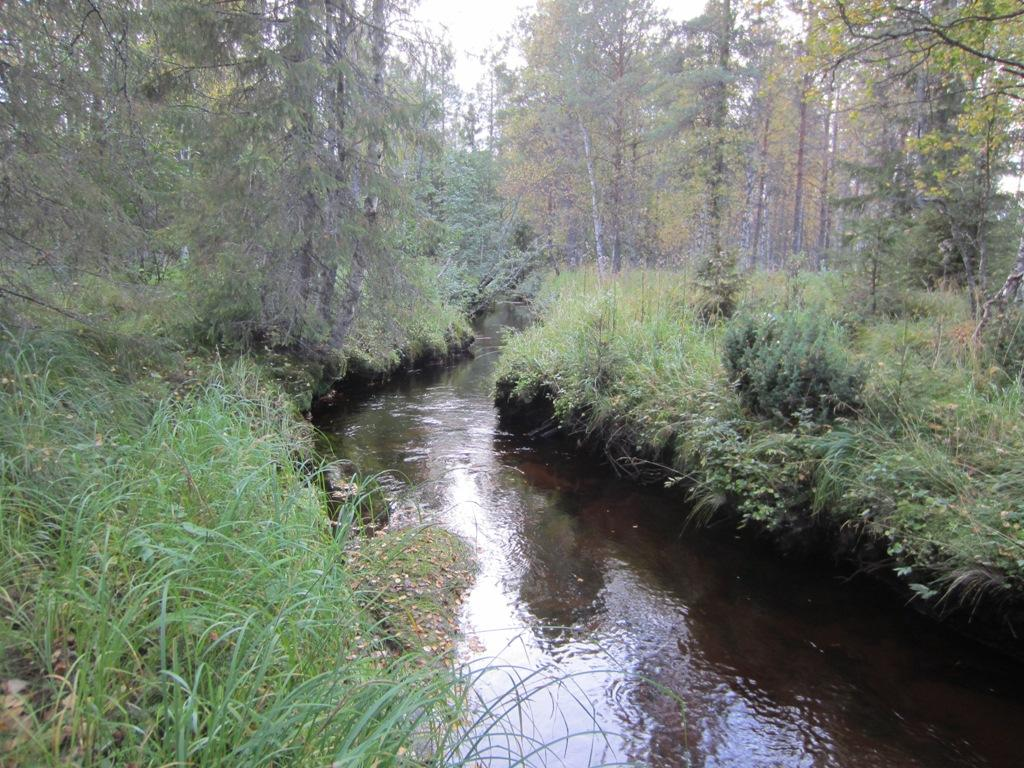 79 Kuva 5-30. Jylhäloman rehevän kurun kasvillisuutta (vasen) ja lyhytkorsinevaa Tautivaaran länsipuolella (oikea).