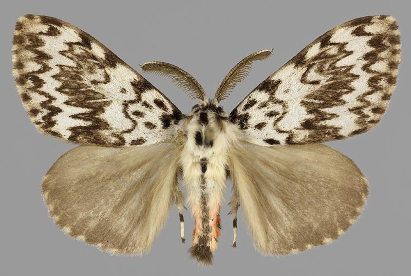 Havununna (Lymantria monacha) 31.
