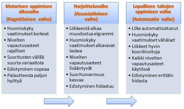 6 Motorisen oppimisen vaiheet Motorisen oppimisen vaiheisiin kuuluu kolme vaihetta, jotka ovat alkuvaihe (kognitiivinen vaihe), harjoitteluvaihe (assosiatiivinen vaihe) ja lopullinen taitojen