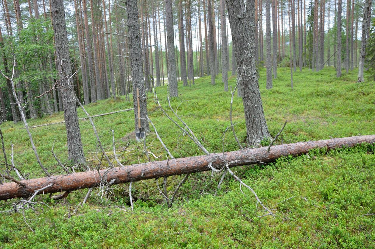 LIITE: kuvat Kuva 1. Kuoppa 1 kuvattuna idästä. Taustalla näkyy valtatie 5. KaiM 7078:2.