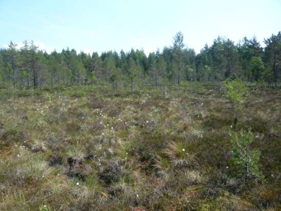 FCG SUUNNITTELU JA TEKNIIKKA OY Korvennevan tuulivoimapuisto 79 (265) Arvokkaat luontokohteet Mankanevan Natura-alue Pinta-ala: 454 ha Uhanalaiset, silmälläpidettävät ja harvinaiset lajit: