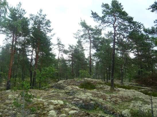 90 (265) Korvennevan tuulivoimapuisto FCG SUUNNITTELU JA TEKNIIKKA OY Kuva 10.17 Arvokkaan luontokohteen 29 sijainti ja rajaus.
