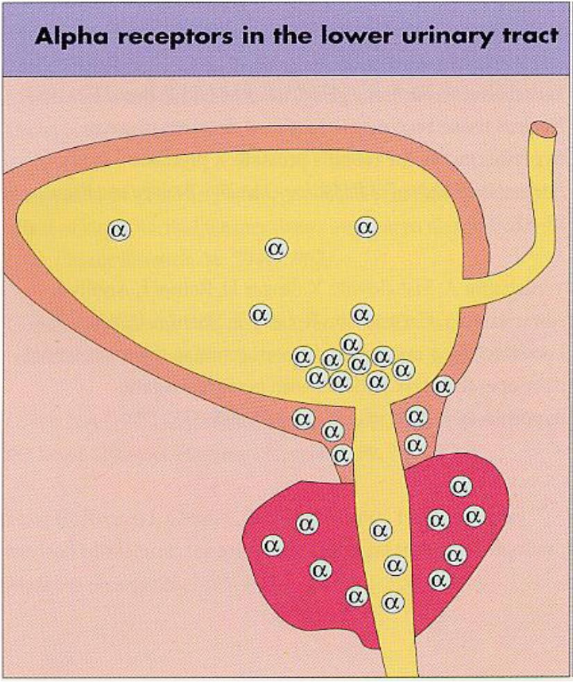 1-salpaajat Lievittävät eturauhasen liikakasvun oireita, helpottavat rakon tyhjentymistä 1-reseptorin aktivaation aiheuttaman rakon kaulan (sisempi sulkijalihas) ja eturauhasen sileän lihaksen