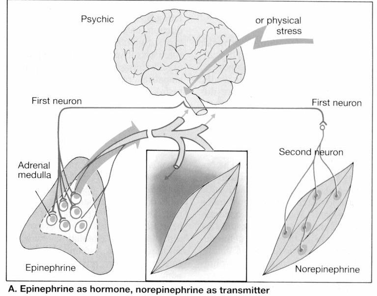 Noradrenaliini (NA) toimii välittäjäaineena, adrenaliini (A) hormonina Hypotalamus