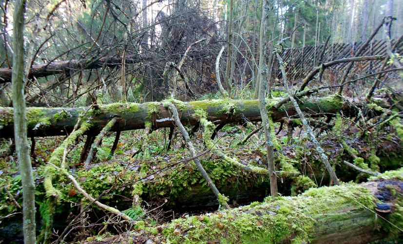 Pitkäkosken luonnonsuojelualueelta löytyy erinomainen kuusilahopuujatkumo, mikä näkyy myös alueen lajistossa. Kuva: Keijo Savola. 4 Tulokset 4.