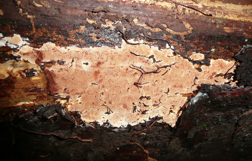 Punakarakääpä elää vain kaikkein laadukkaimmissa Etelä-Suomen vanhoissa metsissä. Haltialan metsistä laji havaittiin kolmesti. Kuva: Birthe Weijola.