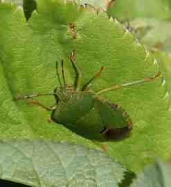 Trichiosoma sp.