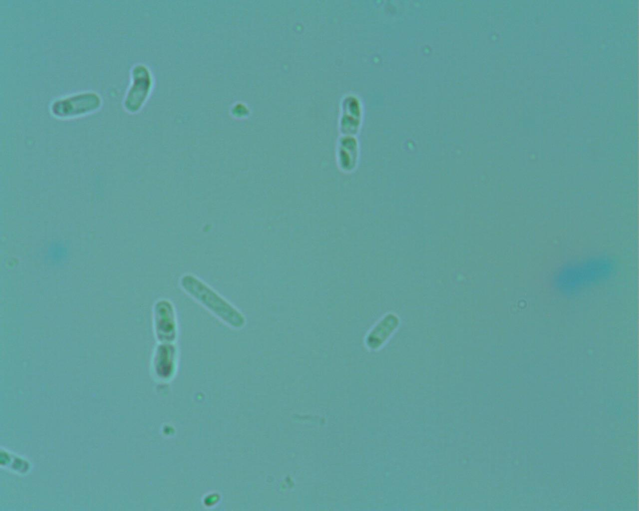 Bacillus thuringiensis.
