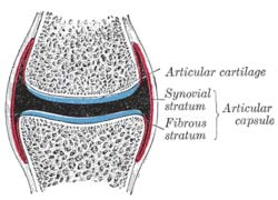 esim. kastemato Eksoskeleton useimmilla selkärangattomilla elimistön pinnalla oleva kova ulkokuori useimmilla nilviäisillä kalsiumkarbonaatista koostuva kuori niveljalkaisilla elimistön pintaa