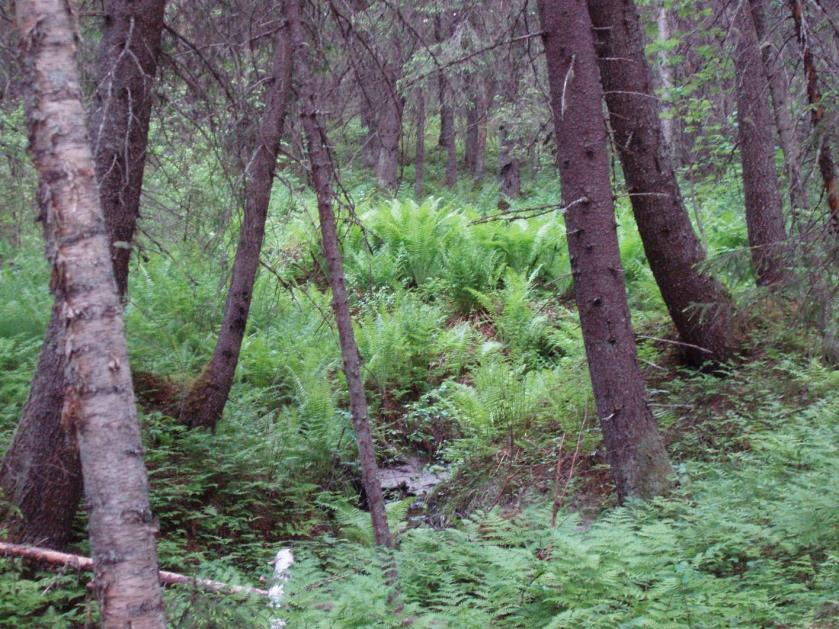 FCG SUUNNITTELU JA TEKNIIKKA OY Kaavaselostus 8 (24) 3.1.2017 UPM-Kymmene Oyj P10310 Talvilahden ruoho-saraluhtaa. Pohjoisosan järvet ja lammet 2.