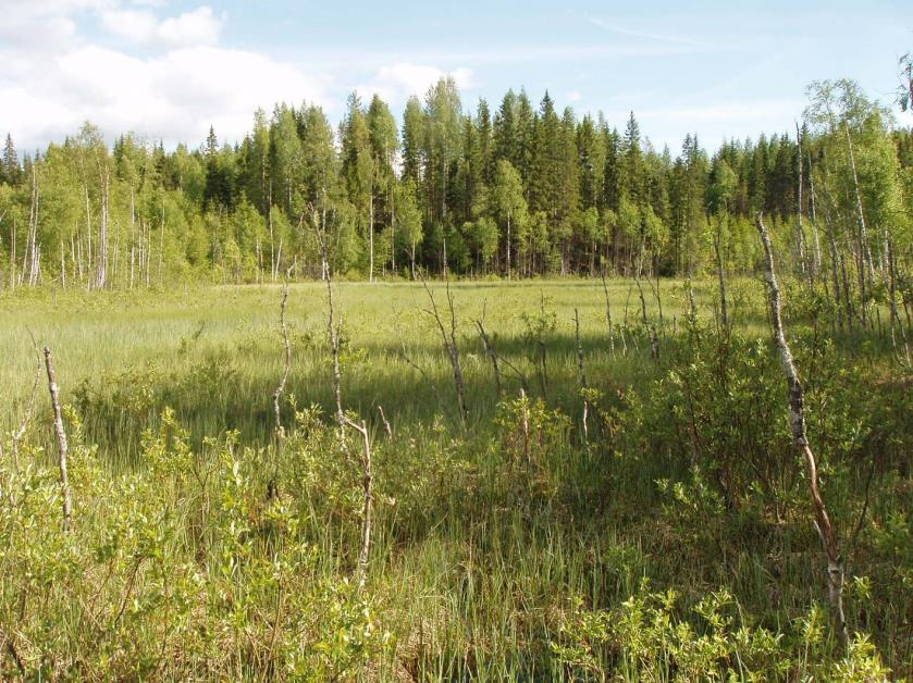 FCG SUUNNITTELU JA TEKNIIKKA OY Kaavaselostus 10 (24) 3.1.2017 UPM-Kymmene Oyj P10310 Pientä lampea reunustavat saranevat ja rantaluhdat. 6.