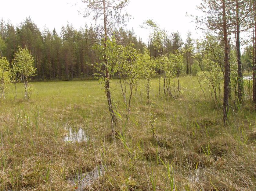 FCG SUUNNITTELU JA TEKNIIKKA OY Kaavaselostus 11 (24) 3.1.2017 UPM-Kymmene Oyj P10310 Arvoluokka: muu luonnonsuojelullisesti arvokas Maankäyttösuositus: MY 12.