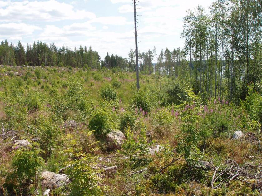FCG SUUNNITTELU JA TEKNIIKKA OY Kaavaselostus 3 (24) 3.1.