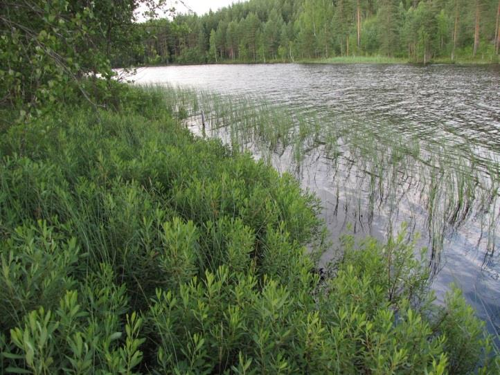 7 4. Pitkäpohja (LIITTEET, Kartta 4.) Pitkäpohjan länsirannan suunnittelualue Kulkemuksen eteläpäässä on kallioista rantaa, joka nousee vesirajasta melko jyrkkänä.