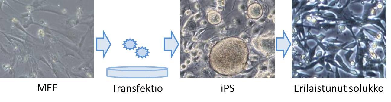 5 lut myös erilaistuivat kaikiksi kolmeksi alkiokerrokseksi in vitro, sekä aiheuttivat teratoomia hiiriin ruiskutettuna. (Takahashi Yamanaka 2006, Scheper Copray 2009.