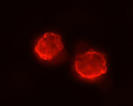 24 käytettiin Millipore ES cell characterization -pakkauksen monoklonaalista hiiren SSEA-1 IgM-vasta-ainetta.