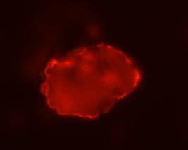 25 ossa 11e. Siinä nähdään ips-kolonia, jonka soluista vain pieni osa on SSEA-1- positiivisia. Kuvio 11c. Cross 2, 630 x suurennos, fluoresenssimikroskopia. Jana = 50 µm Kuvio 11d.