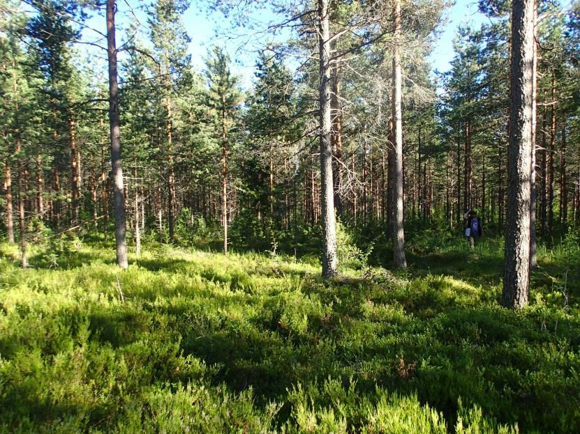 7 Maastoa Rourunkankaalla paikalla, jossa ryssänuuni muinaisjäännösrekisterin mukaan sijaitsee. Näkyvyys ja havaintomahdollisuudet ovat hyvät. Kuvattu koilliseen.