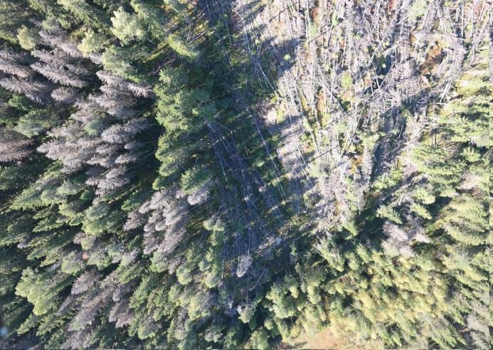 Hyperspectral UAV for vegetation health monitoring Serious tree death in spruce forests due to bark beetle in Southern Finland Objective: Early detection of infestion using hyperspectral images and
