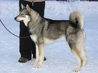 Ensimmäiset kokeet peruttiin koirien vähyyden vuoksi. Toiseen kokeeseen osallistui viisi koiraa, joka oli myös piirinmestaruuskoe. Piirin mestaruuden voitti FI KVA Tessalon Kiti 90,27 p. om.