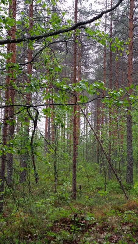 Peatland stand with wood ash fertilization, 40 years after the procedures (photo with