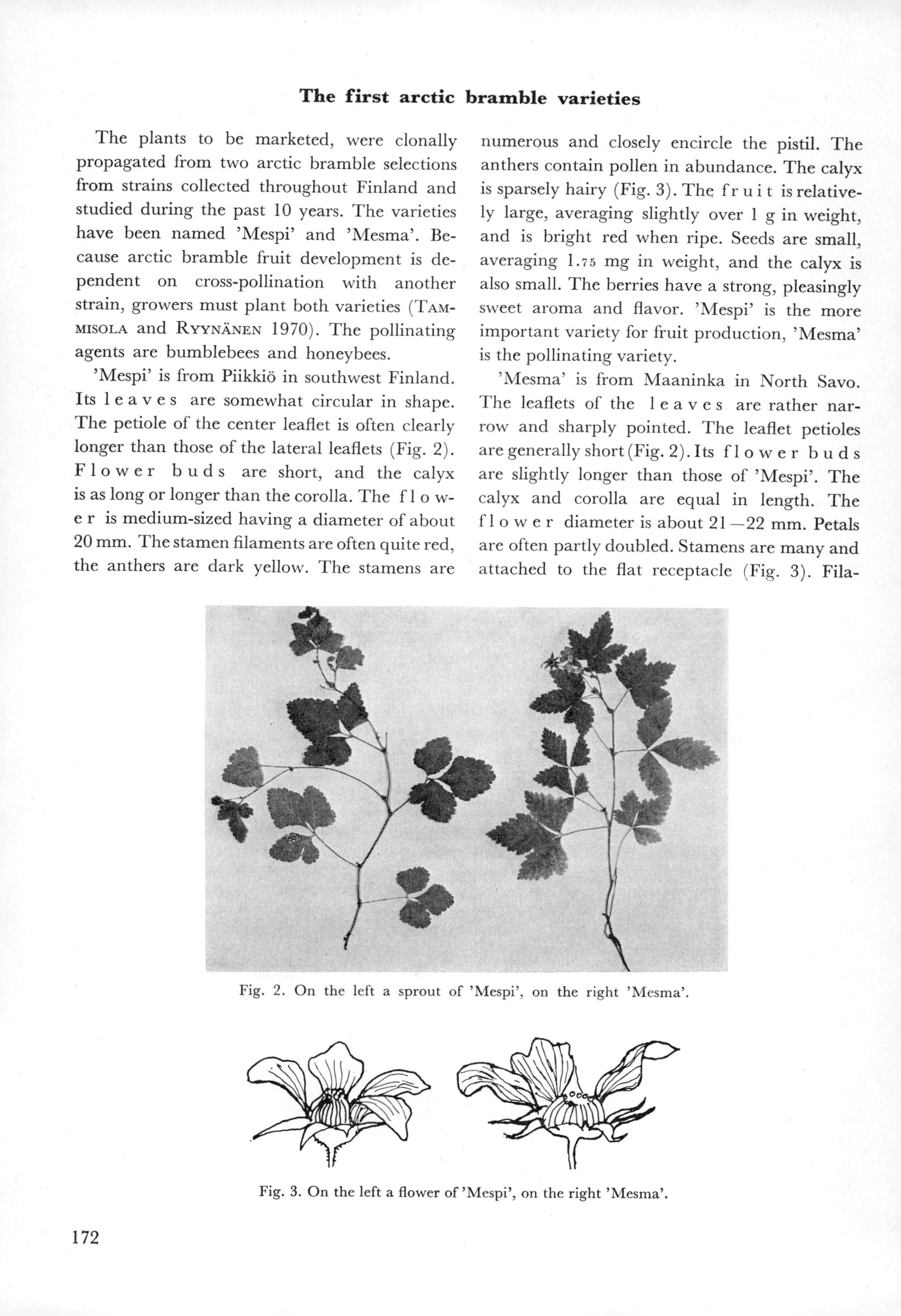 The first arctic bramble varieties The plants to be marketed, were clonally propagated from two arctic bramble selections from strains collected throughout Finland and studied during the past 0 years.