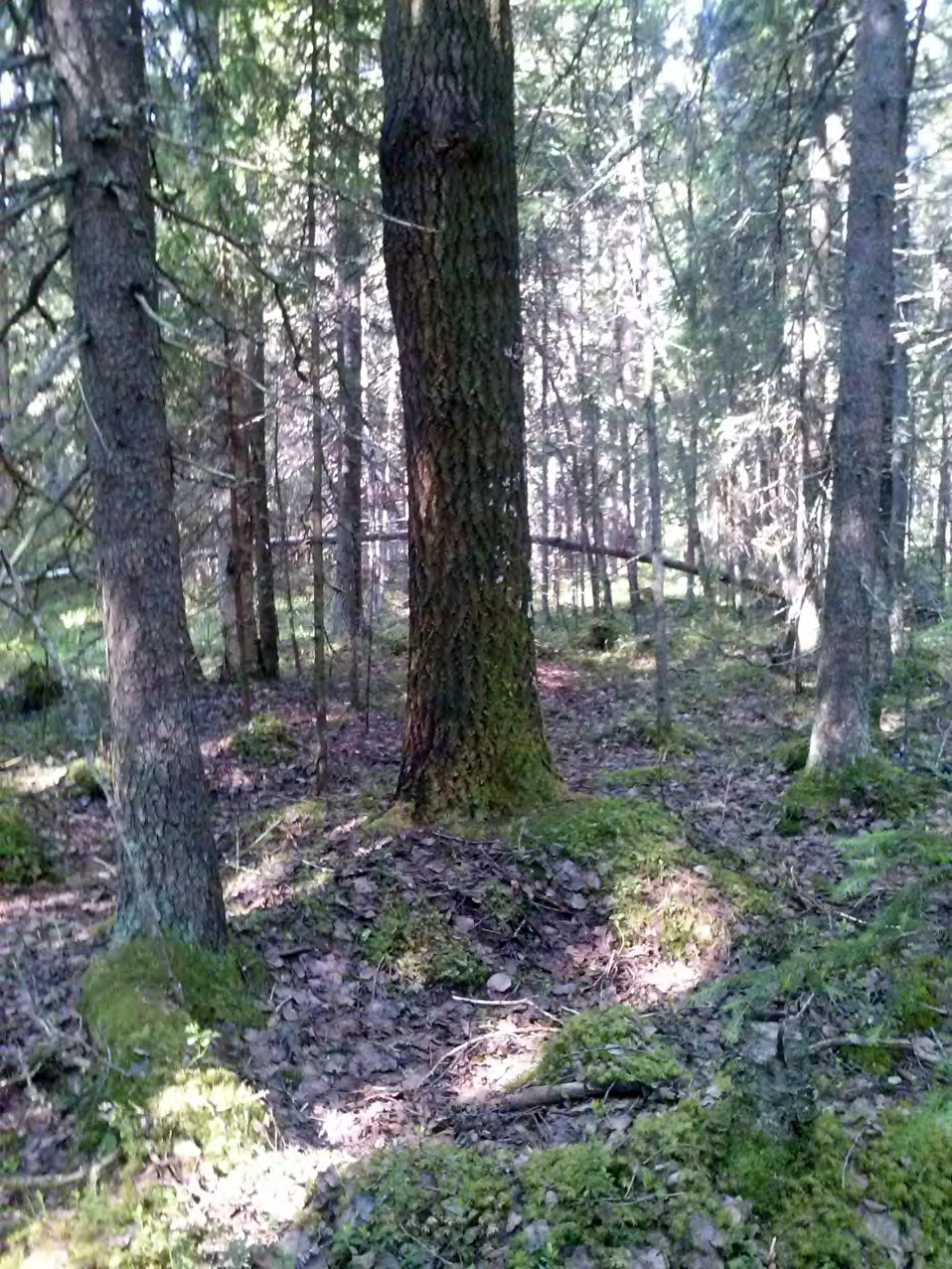 Silvestris luontoselvitys oy Dagsmark linnustoselvitys 2013 29 (35) Kuva 3.