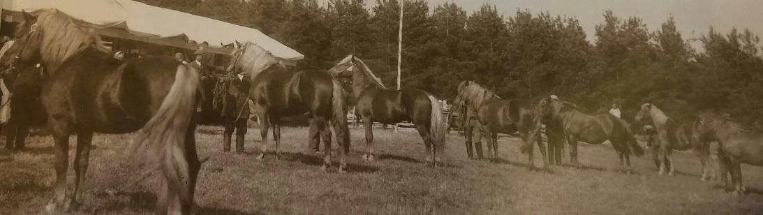 Kuva 1. Kuopio 1907. Ensimmäisiä hyväksymistilaisuuksia kantakirjaan. Kaksi vuotta myöhemmin senaatti julisti päätöksen, että suomenhevosoriille perustettaisiin maan laajuinen kantakirja.